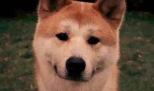 狗狗需要做絕育手術(shù)嗎