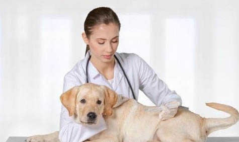 狗狗臍疝如何治療才能好