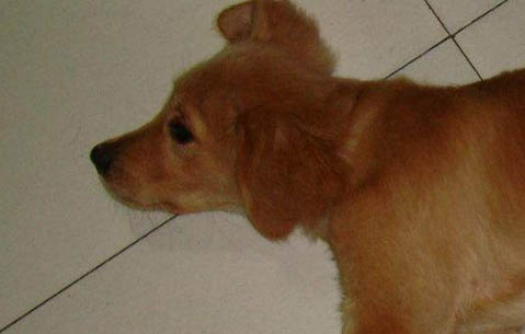 金毛幼犬打疫苗多少錢