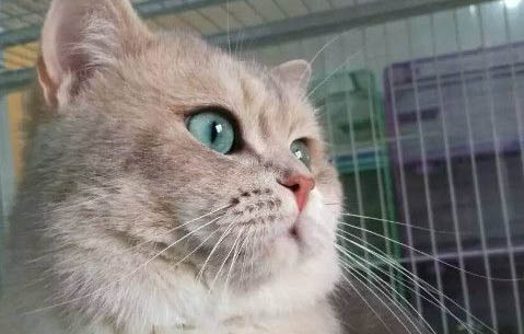 飼養(yǎng)金漸層的禁忌