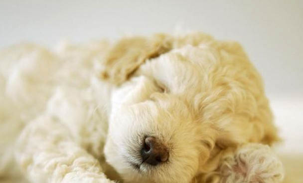 貴賓犬多久洗一次澡