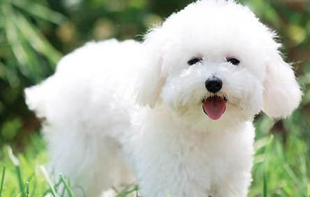 比熊犬和泰迪哪個(gè)貴
