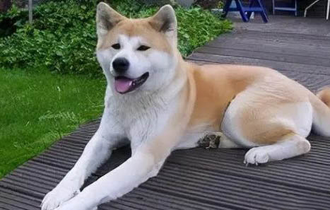 秋田犬和柴犬的區(qū)別有哪些