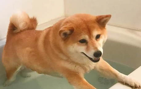 狗陰莖尿道口流血是什么情況