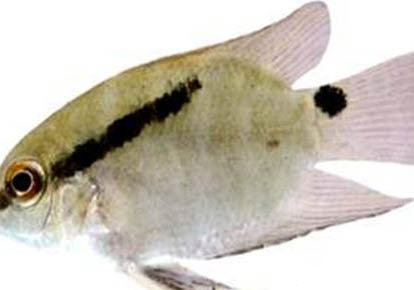 畫眉仰頭的表現是什么樣的