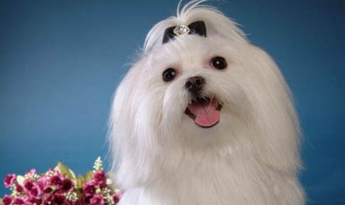 馬爾濟斯犬多少錢一只