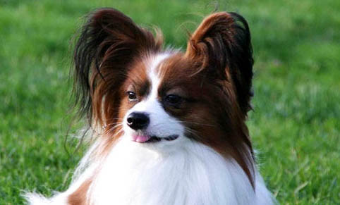 蝴蝶犬與博美犬雜交