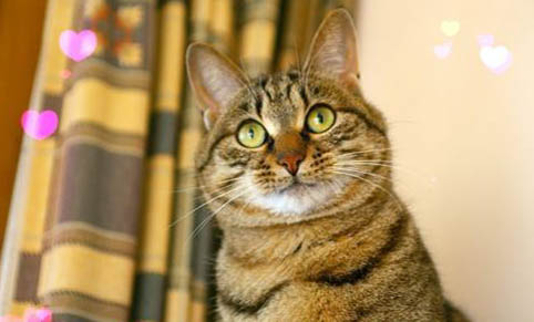 造成貓咪嘔吐原因是什么