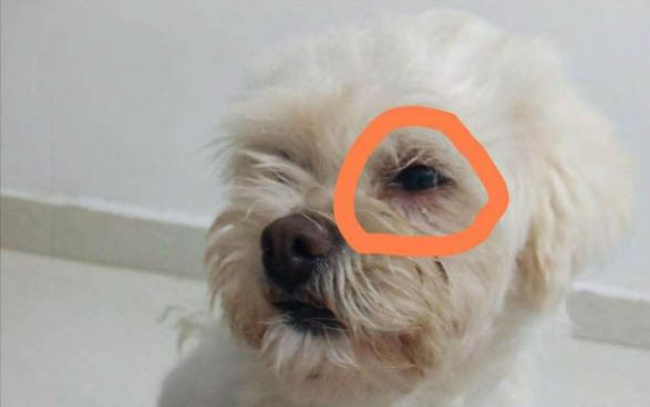 狗狗不可以吃的蔬菜有哪些