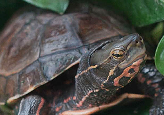 潘氏閉殼龜能長多大