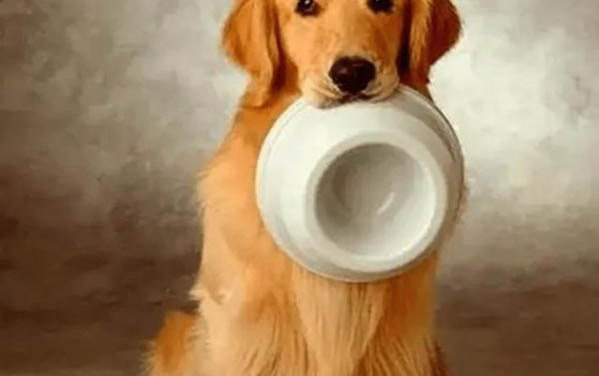 怎么鑒定狗狗有狂犬病六個標準