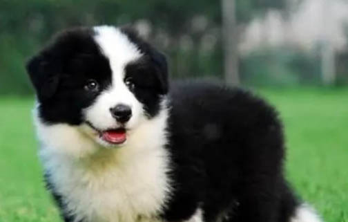 德國(guó)牧羊犬眼睛有眼屎是什么原因引起的