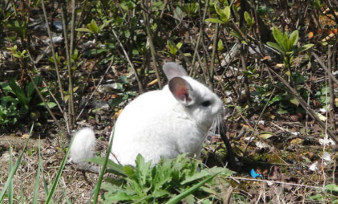 龍貓叫聲的含義: