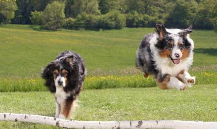 英國古代牧羊犬價格?古牧飼養注意事項有哪些?