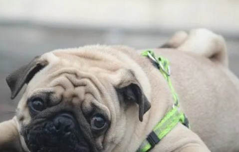 哪里有巴哥犬舍