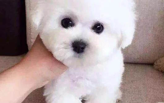 小區流浪貓對我家小狗示好