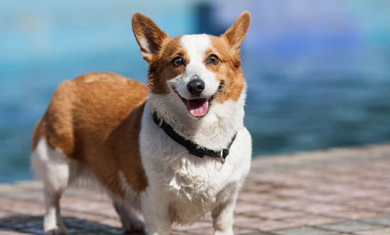 網(wǎng)上哪里有賣威勢(shì)爾柯基犬