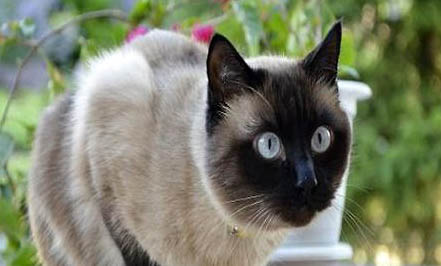 暹羅貓?jiān)趺从?xùn)練上廁所