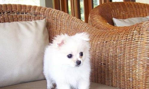 避免狗遛人,如何選擇和使用牽引繩