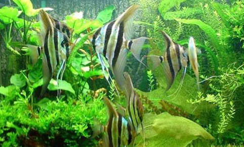 魚(yú)缸漏電對(duì)魚(yú)有影響嗎
