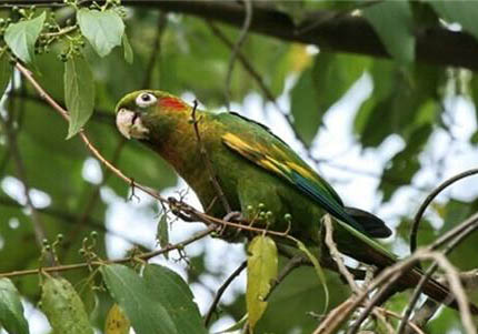 鸚鵡魚頭朝下怎么回事