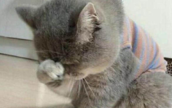 貓咪發出委屈叫聲的原因
