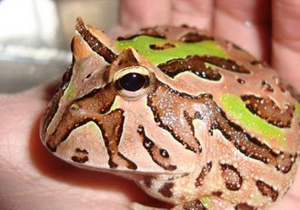 角蛙冬天怎么飼養?