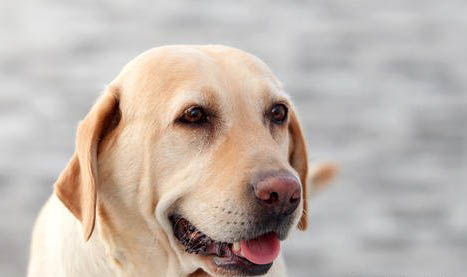拉布拉多幼犬怎么驅蟲