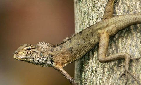 高冠變色龍可以活多久呢