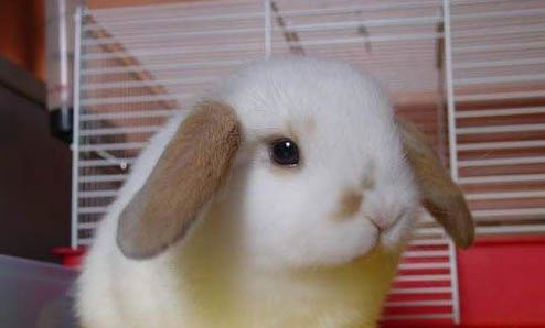 飼養(yǎng)荷蘭鼠的注意事項