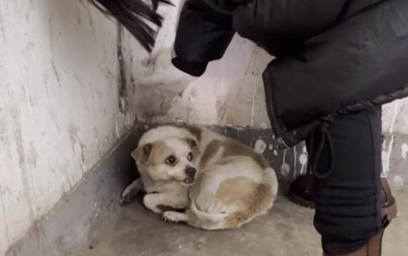 狗狗擠完肛門腺舒服嗎