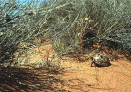 赫曼陸龜冬眠需要注意什么呢?