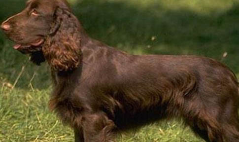 土獵犬認(rèn)主人嗎 土獵犬認(rèn)不認(rèn)主人