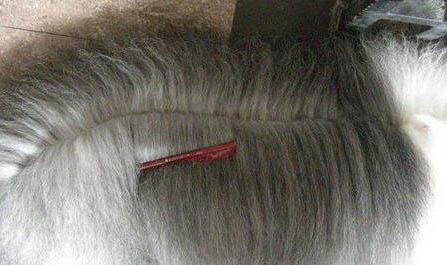 長毛吉娃娃性格