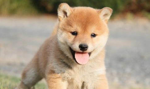 訓(xùn)練柴犬可以打嗎