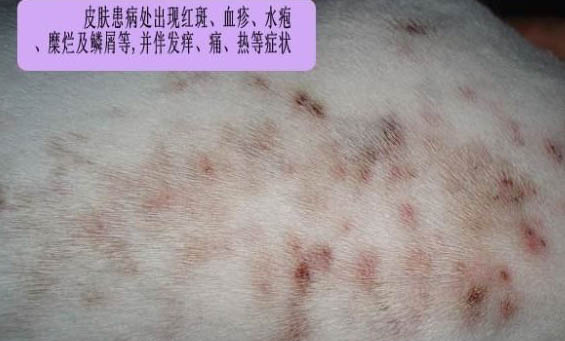 狗狗不吃東西還嘔吐沒精神會不會死
