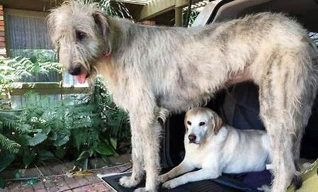 蘇俄獵狼犬吃多了拉稀怎么辦