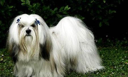 拉薩犬吐白色粘稠液體的原因及處理方法