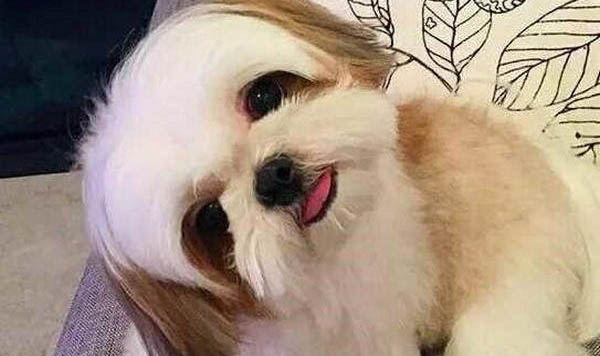 西施犬吐白色粘稠液體的原因及處理方法