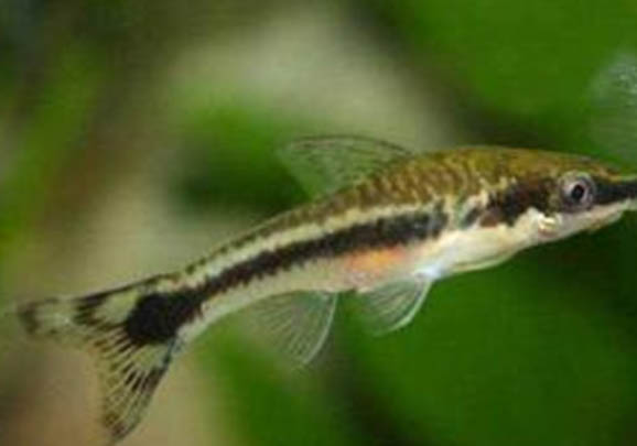 小型熱帶魚水溫多少合適