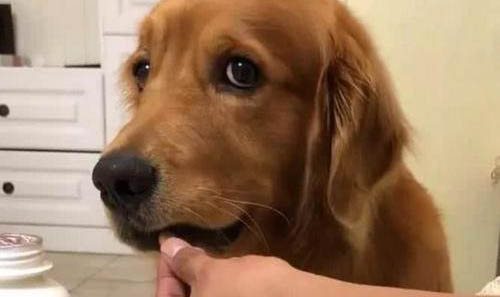 狗狗見到你叫就跑是什么原因