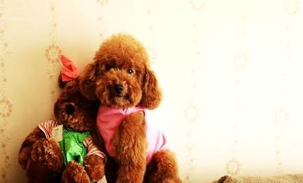 泰迪幼犬多久可以洗澡？