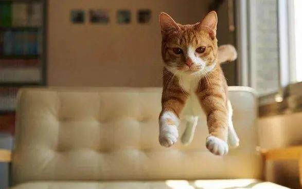 出生兩天小貓張嘴喘氣