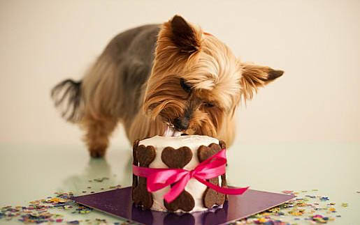 狗狗故意做壞事是因為