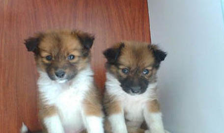 一個月的喜樂蒂牧羊犬可以洗澡嗎