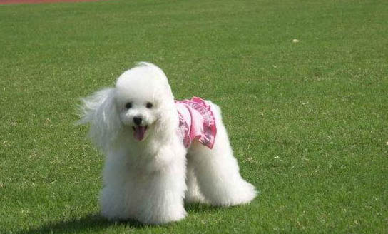 貴賓犬吃什么東西最好