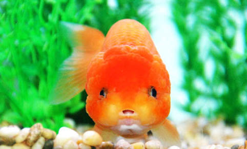 觀賞魚拒食的原因及處理方法