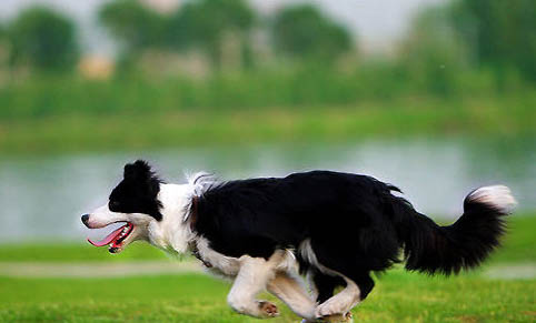 隕石邊境牧羊犬價格