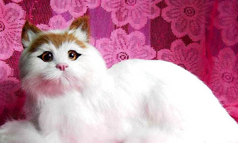 蒂凡尼貓尿結石的原因及處理方法