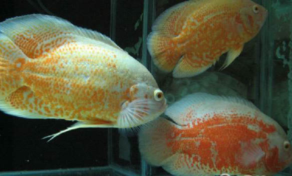 觀賞魚拒食的原因及處理方法